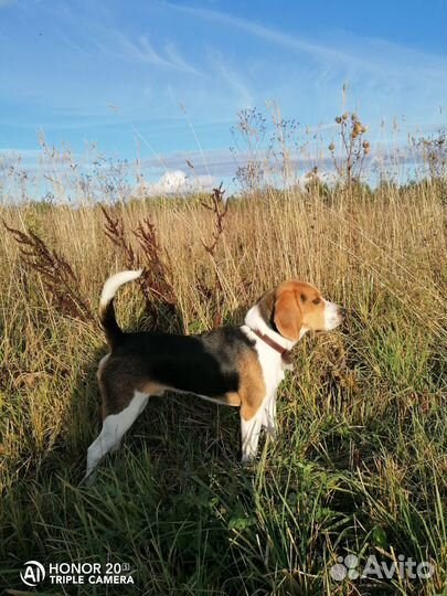 Бигль вязка