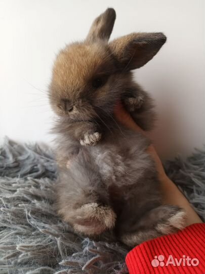 Карликовые крольчата Miniature lop