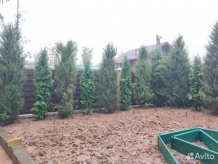 Можжевельник “Скайрокет” доставкой с полей