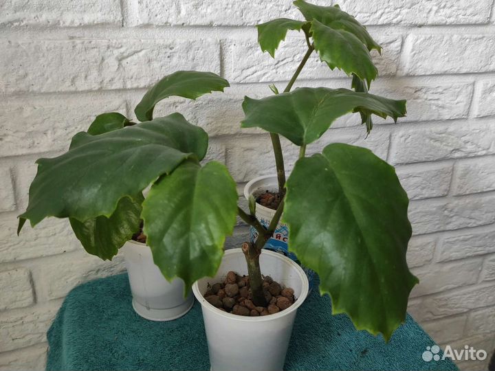 Тетрастигма