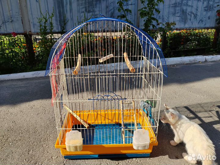 Попугай с клеткой
