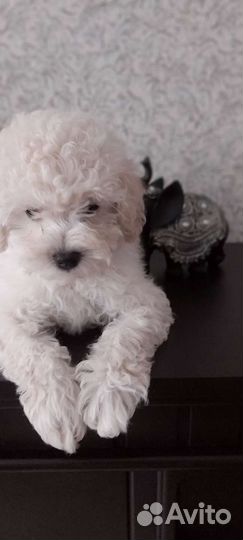 Девочка той пудель