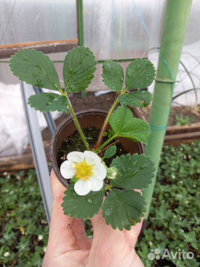 Рассада клубники