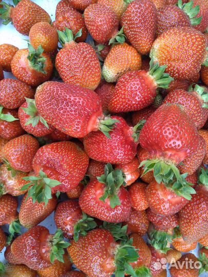 Рассада клубники