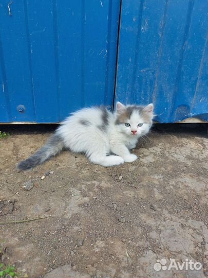 Отдадим в добрые руки