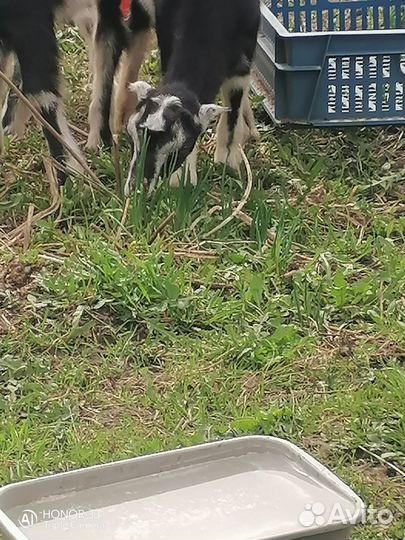 Козлята ламанча