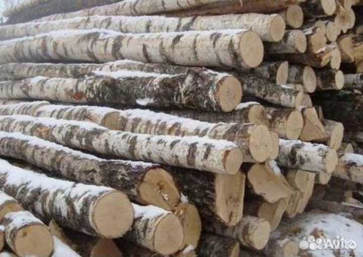 Береза кругляк