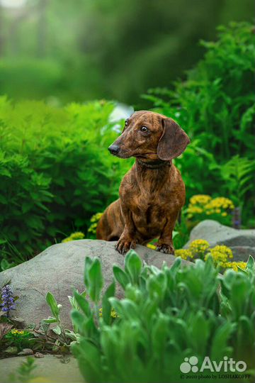 Тигровый мини кобель. Вязка