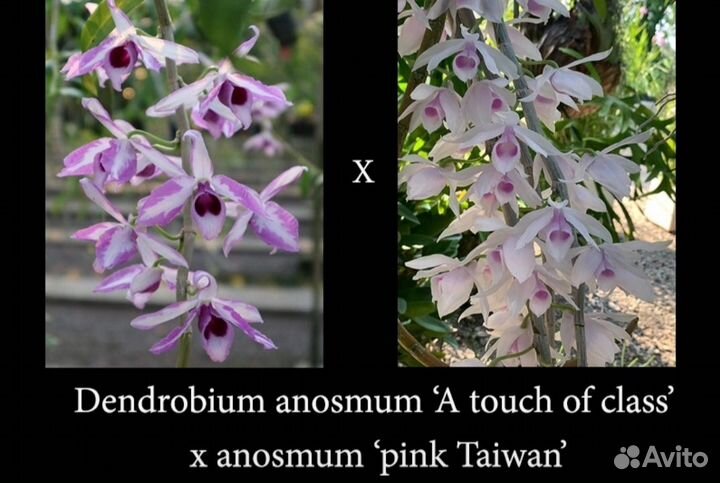 Dendrobium