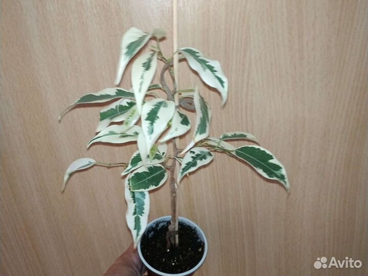 Фикус де Гантель