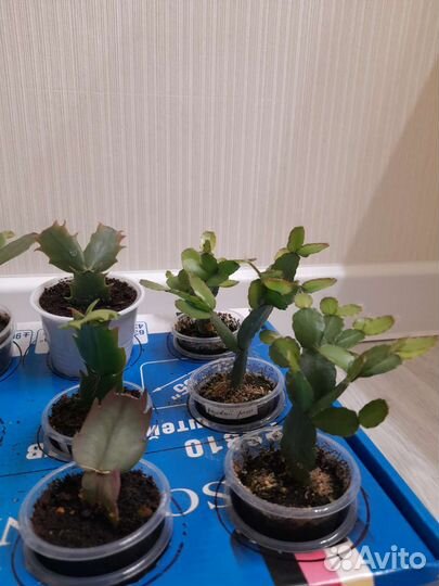 Декабрист шлюмбергера рапсалидопсис