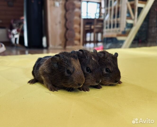 Морские свинки