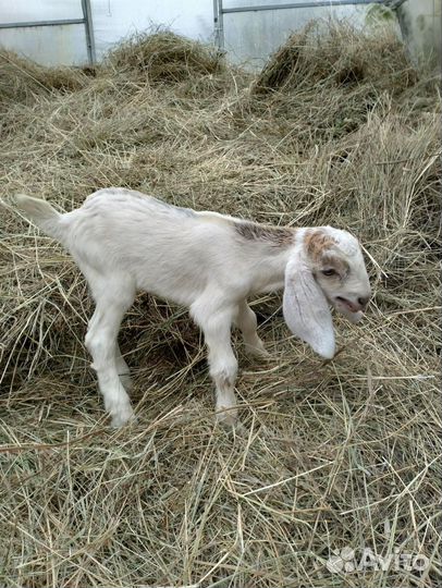 Козлята