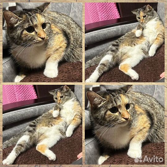 Котик в семью
