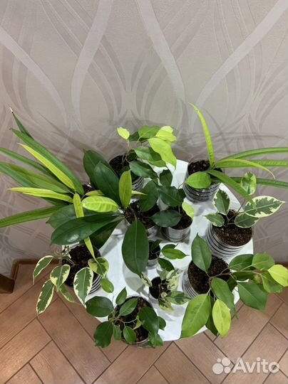 Фикусы от 100 до 400