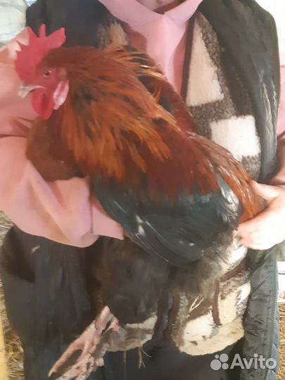 Петух породы Маран, 7 месяцев