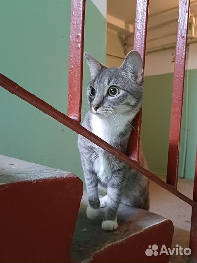 Кошка отдам в добрые руки