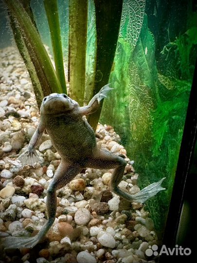 Аквариум с рыбками