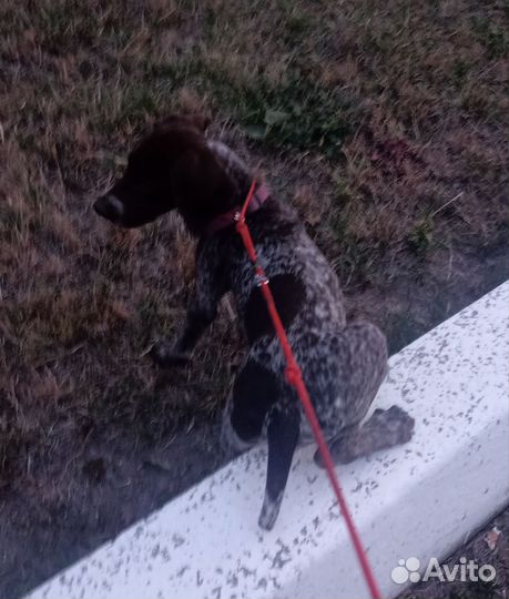 Щенки курцхаара