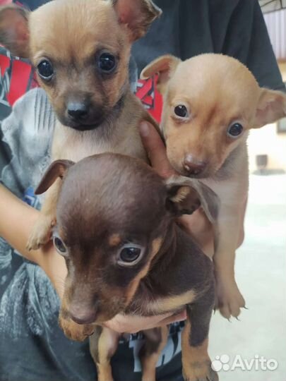 Мини той-терьер щенки