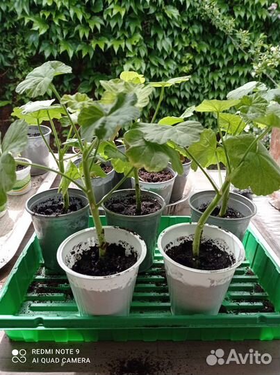 Герань (озелените балкон)