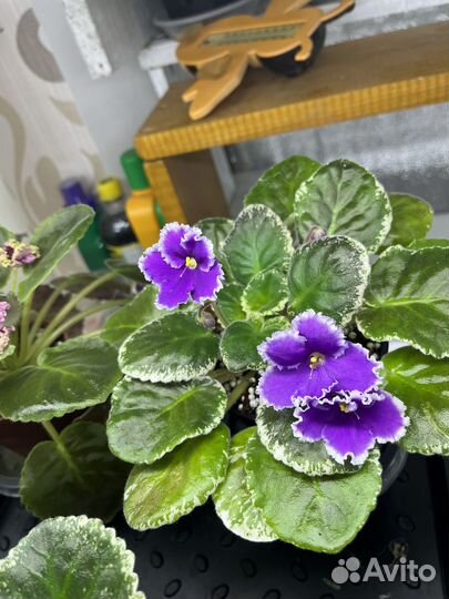Фиалки листья на срез