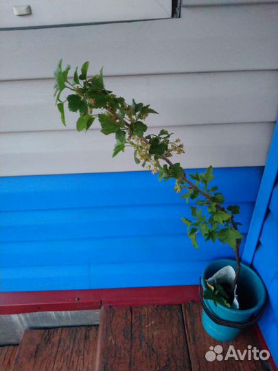 Смородина укорененные черенки