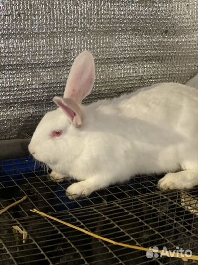 Кролики белый паннон
