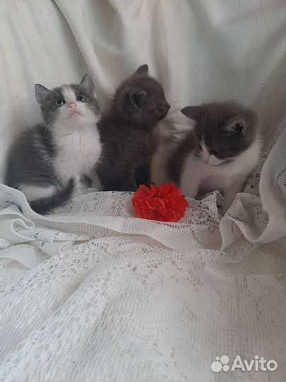 Котята в добрые руки