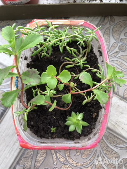 Молодило каменная роза