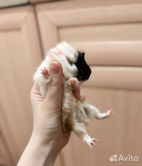 Морская свинка