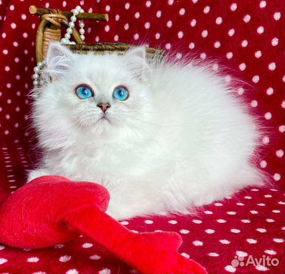 Роскошная синеглазая Принцесска)