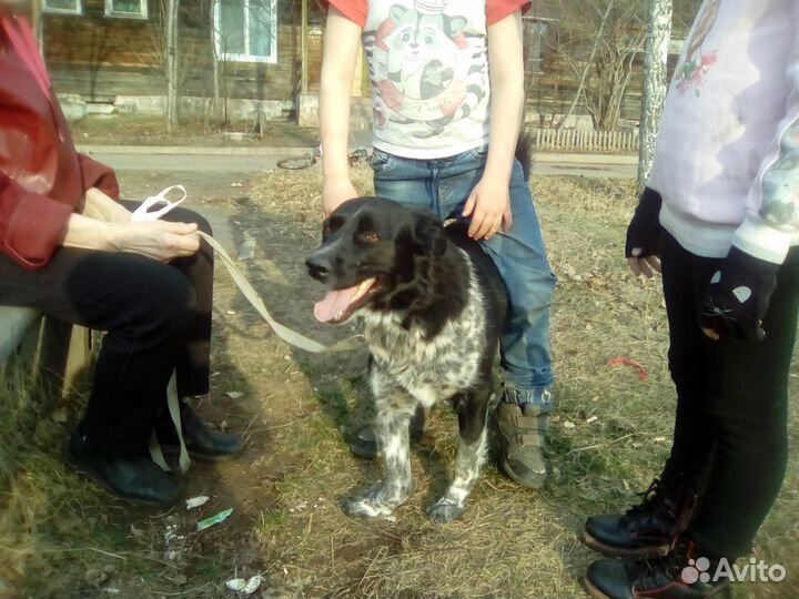 Бим ищет хозяев