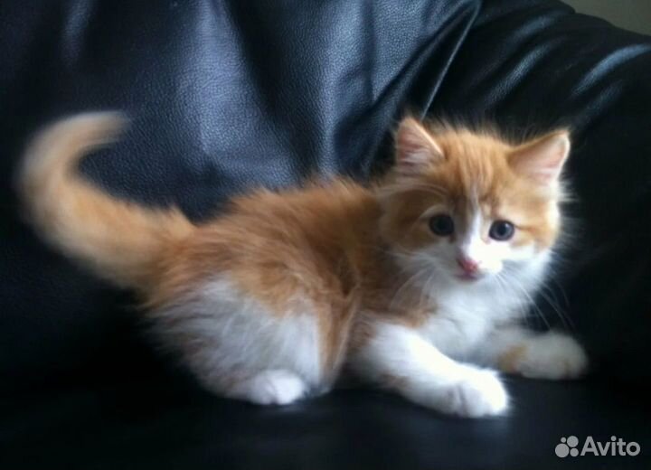 Рыжие котята - счастье в дом