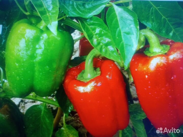 Перец болгарский рассада