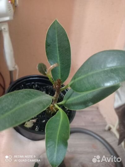 Фикус каучуконосный эластика робуста