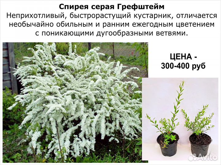 Многолетние цветы, герань, спирея Цены от