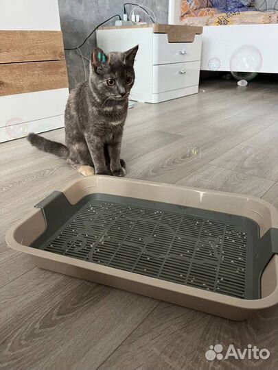 Лоток для кошек