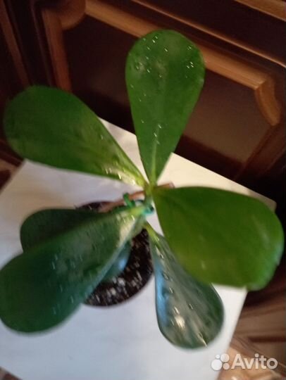 Экзотические растения