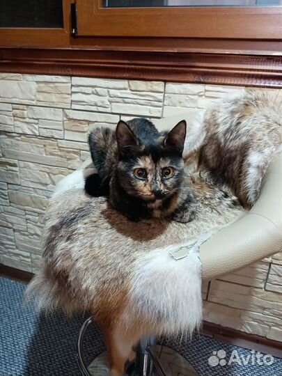 Кошка в дар