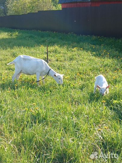 Семья зааненских коз