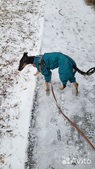 Дождевик для собак (для девочки)