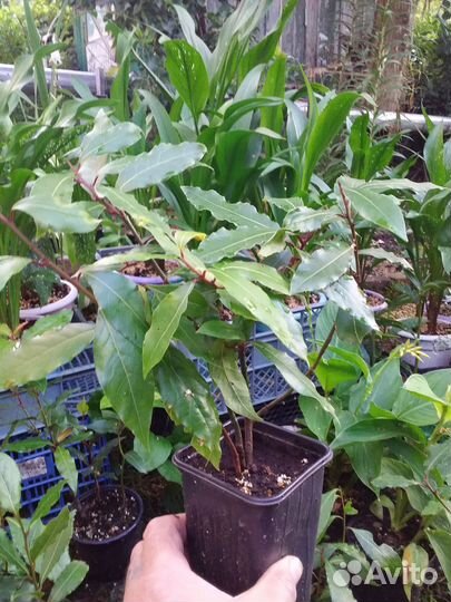 Лавр благородный