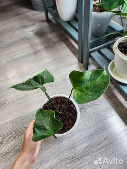 Антуриум jaguar грин