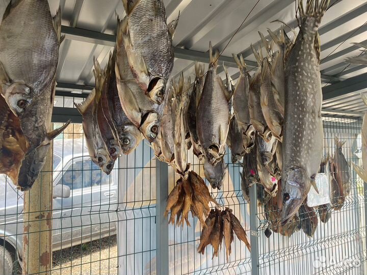 Рыба карась,карп,воблаЖивая рыба, вяленая,Копченая