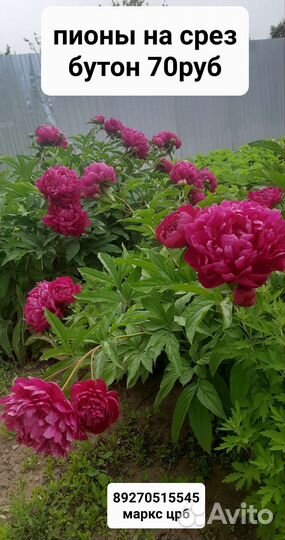 Пионы на срез цветы