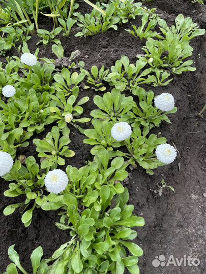 Маргаритки цветы, многолетки