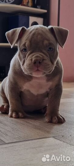 Девочка американский булли