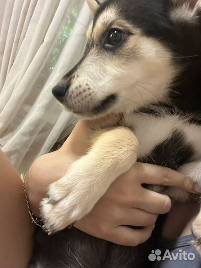 Щенки в добрые руки