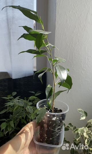 Фикус Бенджамина